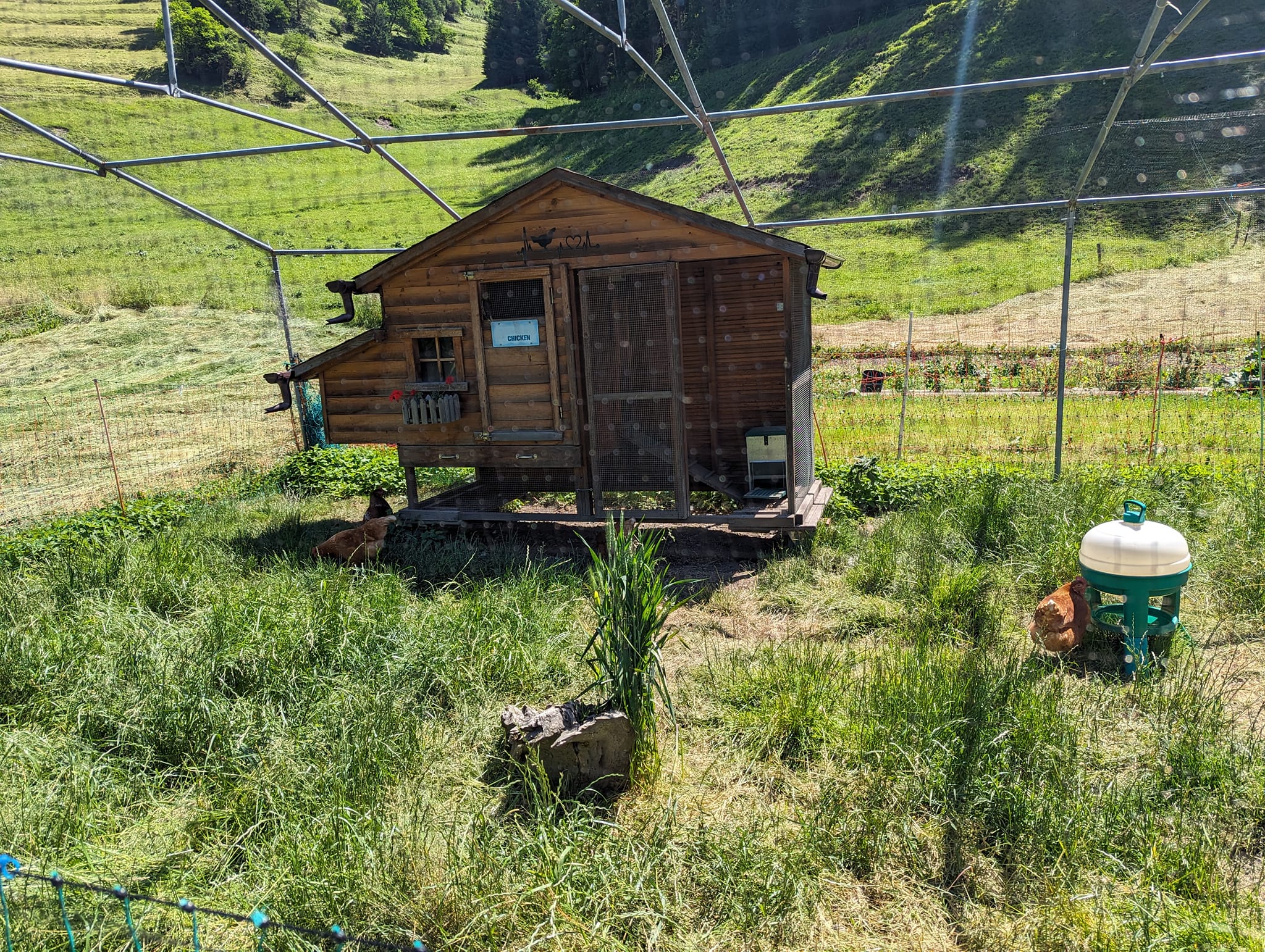 Hønsene hadde det bra i denne hønsegården
