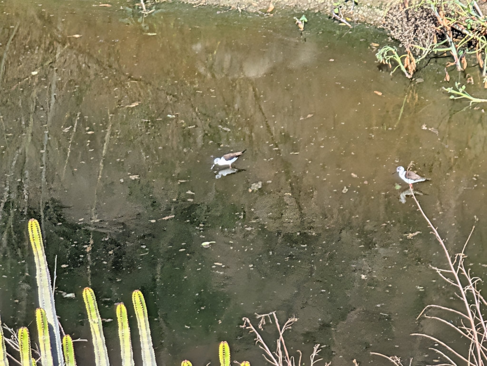 Stylteløpere leter etter mat