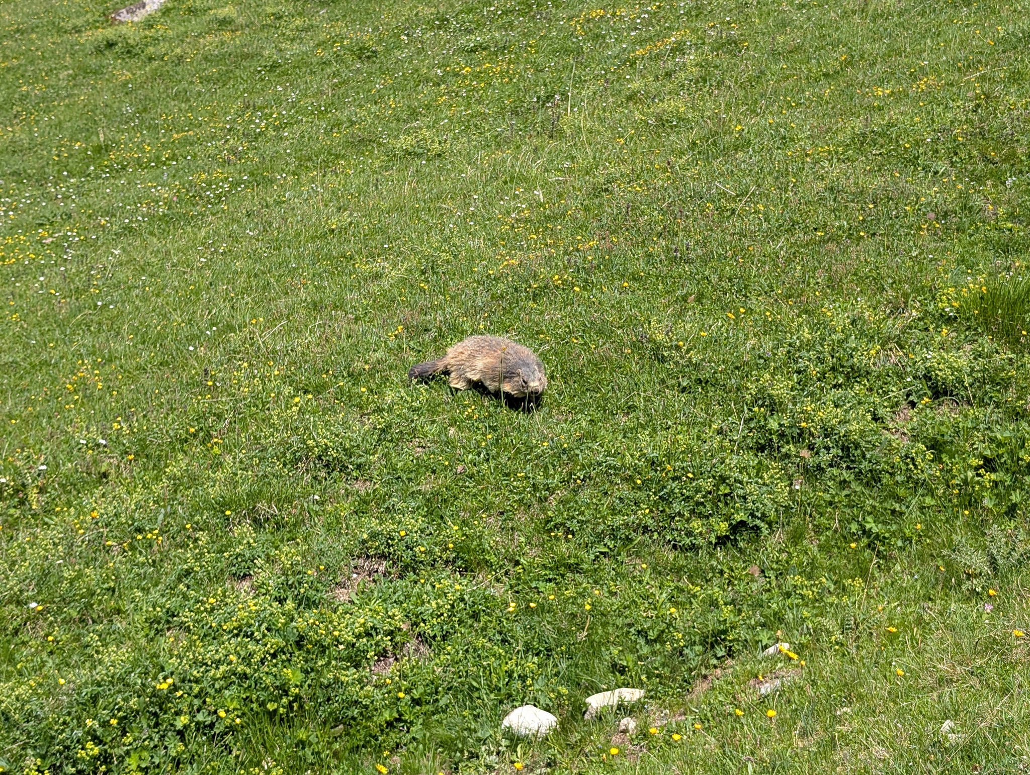 Det var mange murmeldyr ved siden av stien.
