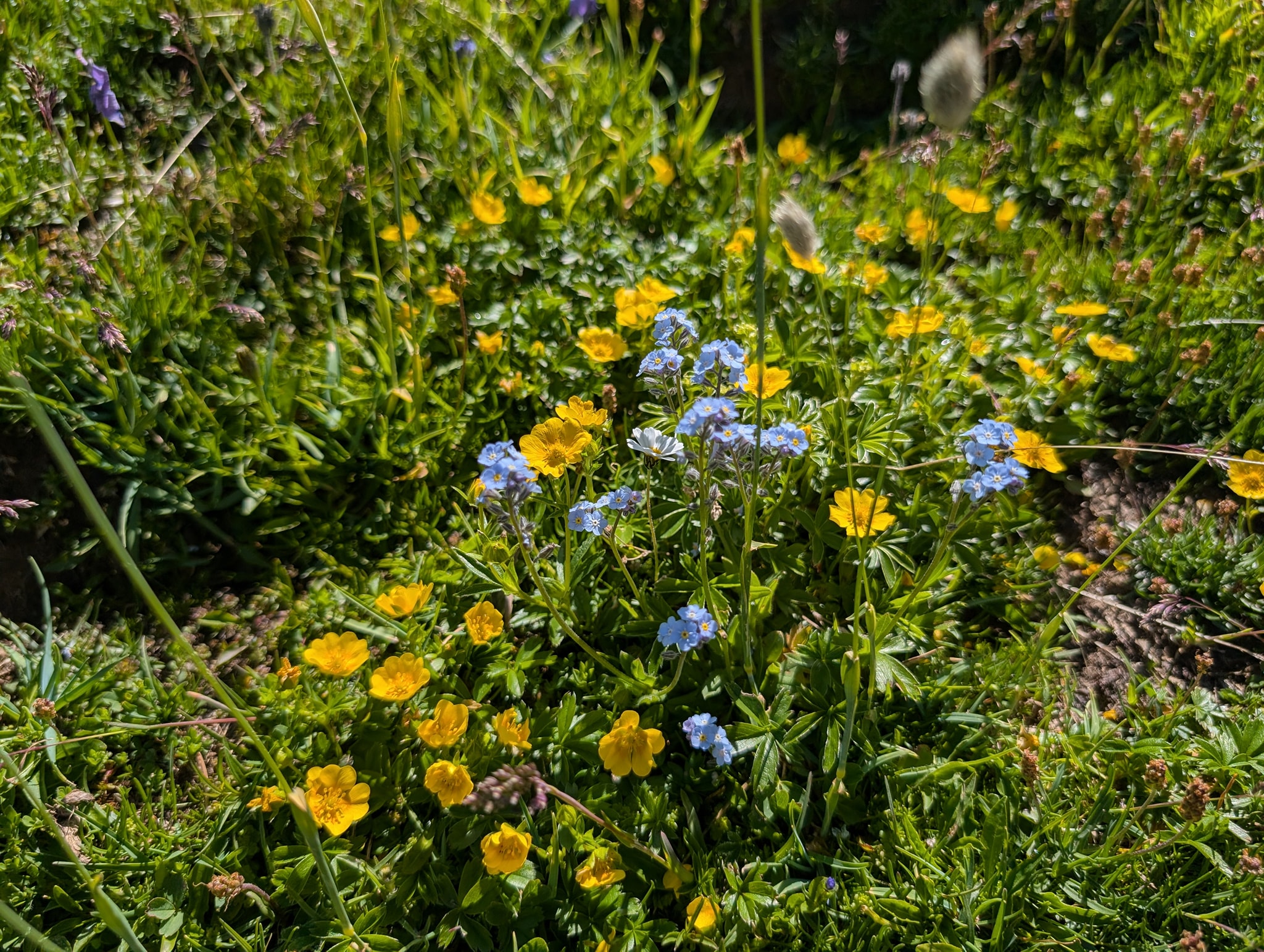 Alpeforglemmegei og fjellsmørblomst
